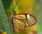 стеклянная бабочка., Грета Ото